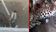 Kafesten kaçan leopar dehşet saçtı! Önce inşaat işçilerine sonra sokakta bulunan insanlara saldırdı