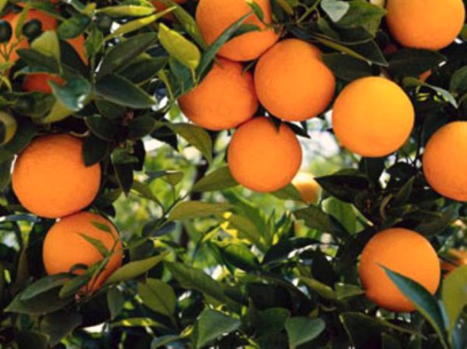 Portakalda bulunan C vitamininin 2 katn ierir. C vitamini gribin etkisini yzde 80 orannda azaltabilecek kadar gl bir silahtr.