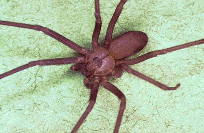 RMCEK: Kadnlarn rmcekgillerden erkeklere oranla 4 kat fazla korktuu tespit edilmitir. Evolution and Human Behavior adl gazetede yaynlanan bir aratrmaya gre Pittsburg