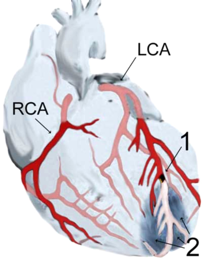 11. Kalp - damar dolamn gelitirir. 
