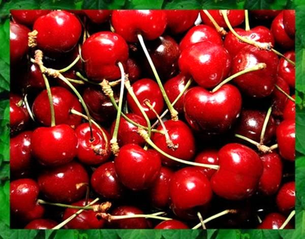 Kirazlar, antosiyanin i�erir, bu da kirazlara rengini veren maddedir, a�r� ve iltihaplanma durumlar�nda onar�c� etkiye sahiptir. Kirazda y�ksek derecede melatonin bulunur ve ara�t�rmalara g�re kalp krizi ge�iren insanlarda melatonin seviyesi d���kt�r.
