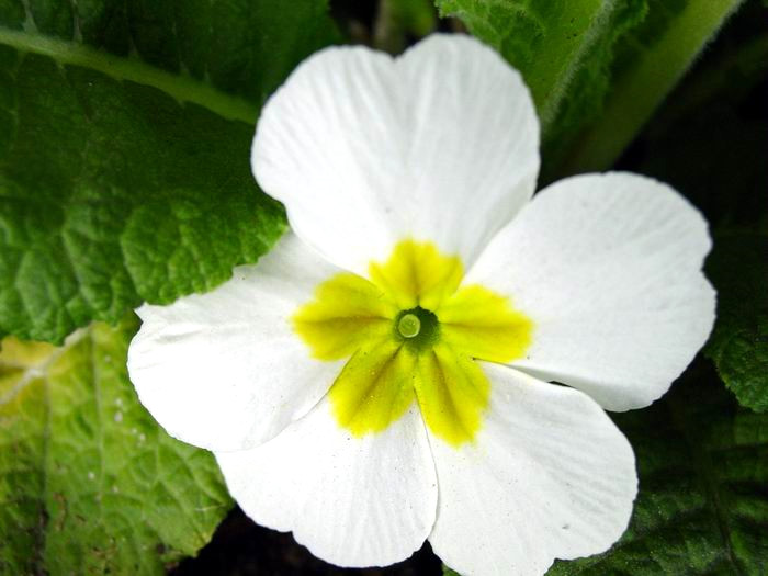 9. �uha �i�e�i Ya��: �uha �i�e�i ya��, genellikle kolesterol� d���rmede kullan�l�r.
