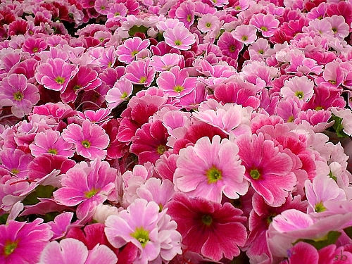 Ayr�ca adet �ncesi sendromu �ik�yeti olan bayanlar taraf�ndan da kullan�l�r. Ancak hamilelik s�z konusu oldu�unda kullan�lmamas� gerekmektedir.

