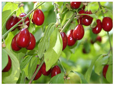 K�z�lc�k suyu, y�ksek kolesterol ve kalp yetmezli�i gibi s�k�nt�lar� olan hastalar�n kalp sa�l���n� olumlu y�nde etkilemektedir.