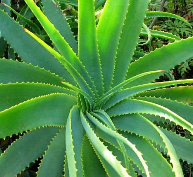 1.Aloe Vera: Toplum arasnda en ok bilinen ve kullanmna en ok rastlanlan bitki olan aloe vera, gne veya kazalar sonucu oluan yanklarn tedavisinde tercih ediliyor.