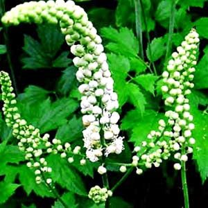 Siyah y�lan k�k�, menopoz d�neminde olduk�a s�k�nt� veren ate� basmas� ataklar�n� �nler.