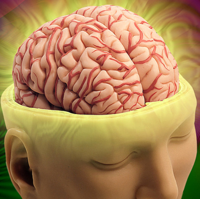 Thalamus: Beyinde, gelen uyarlarn datm merkezi olarak alr.