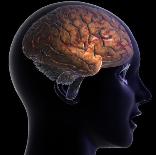 Celebral cortex: Beyin kabuu, beyin korteksi olarak da bilinir. Sistemli hareketlerin denetlenmesinden, duyularn birletirilip ynlendirilmesinden, yksek dzeydeki zihinsel ve duygusal ilevlerin dzenlenmesinden sorumlu olan en d tabakas.
