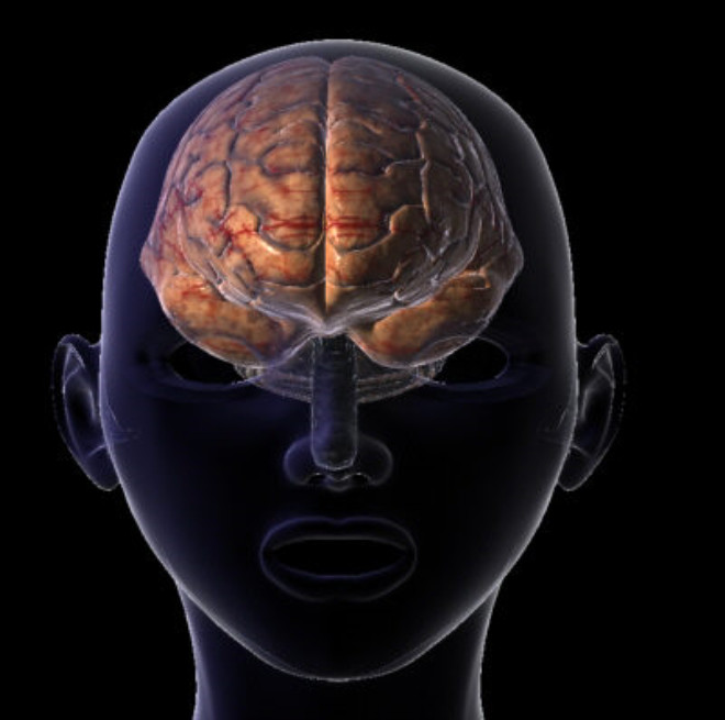 Corpus callosum: Beynin her iki lobu arasndaki bilgi iletiimini salayan sinir lifi demetinden oluan yapdr.

