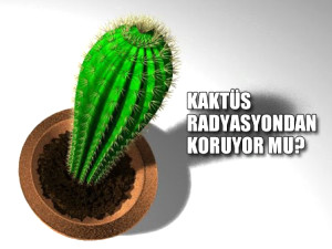 Kakt�s Radyasyondan Koruyor Mu?