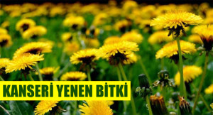 Kanseri Yenen Bitki!