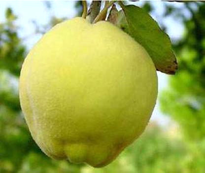 H�rsl� bir insans�n�z; detay ve say�larla �al��ma gerektiren i�lerde gayet ba�ar�l�s�n�z.
