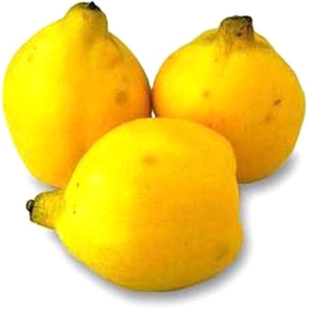 Mango portugal