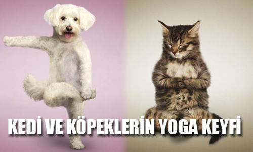 Kedi ve k�pek yavrular� yoga yaparken sizce nas�l g�r�n�yordur?