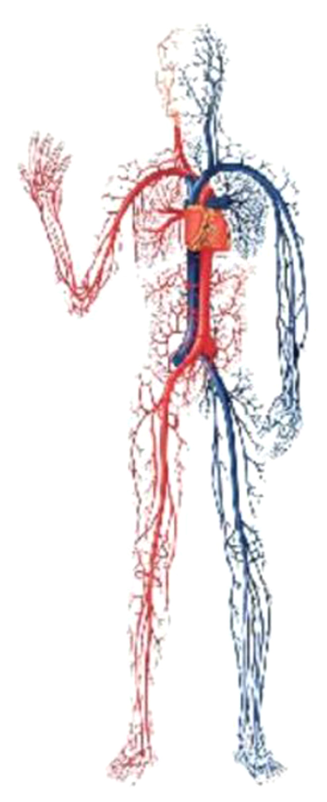 nsan vcudundaki damarlarn uzunluu yaklak 96 bin kilometre.