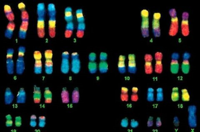 nsann kromozom says 46, bezelyeninki 14 ve tatl su istakozu da denilen kerevitinki ise 200.