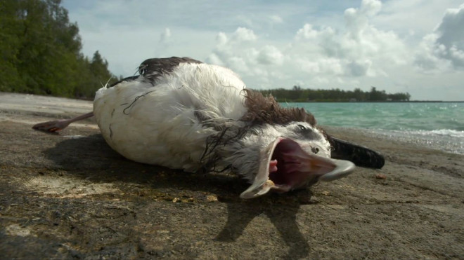 Anne albatroslar besin bulmak iin adadan ayrldklarnda yavrularn doal hayatn hi de iinden olmayan atklarn ortasnda brakyor.
