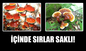 �nsan �mr�n� Uzatan Mantar!