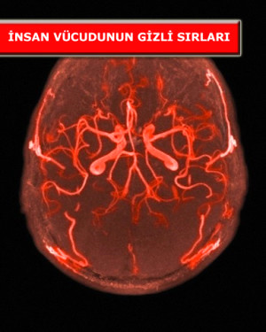 �nsan V�cudunun Gizli S�rlar�