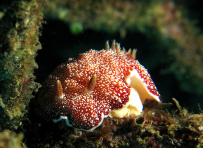 Fakat, Chromodis reticulata adl deniz salyangozunun bir zellii bu sreci iyice srad klyor.
