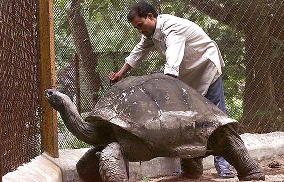 Aldabra Dev Kaplumba�as�: Adwaita isimli bu kaplumba�an�n do�um tarihi 1750, �l�m tarihi ise 2006. Yani tam 256 ya��nda vefat etmi�! Hindistanda ya�ayan kaplumba�a, Hindistan ba��ms�zl�k hareketine, Frans�z devrimine ve Waterloo sava��na �ahitlik etmi�.
