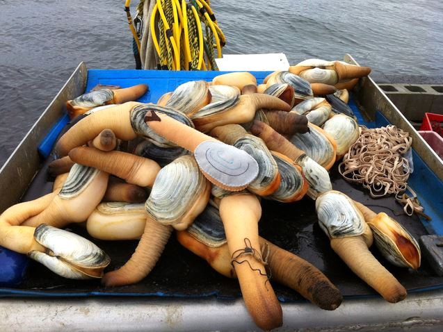 Geoduck: Bu tuhaf g�r�n��l� hayvan asl�nda bir tuzlu su kabuklusu. Uzun burnu 1 metreye kadar uzanan bu hayvan deniz kabuklular� i�inde hem en b�y��� hem de en uzun �m�rl�s�. Kay�tlara ge�en en uzun �m�rl� geoduck
