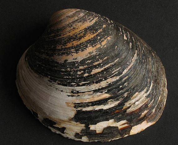 Okyanus Midyesi: Kuzey Atlantik Okyanusunda ya�ar. Ortalama �m�rleri 500 y�l�n �zerindedir.