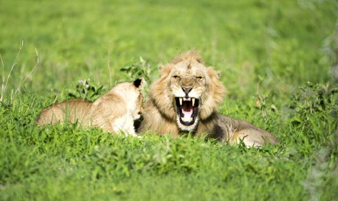 Serengeti ekosisteminde 3 bin 500 civarnda aslan olduu tahmin ediliyor.