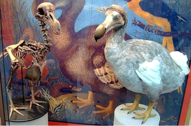 Dodo Kuu: Uamayan dodo kuu, insanlar ve vahi doadaki hayvanlar iin eti lezzettli olan bir canlyd. Bilim insanlar, 2007 ylnda bir maarada Dodo kuunun son derece iyi korunmu bir yesini buldu. Kalntlardan alnacak DNA, Dodo