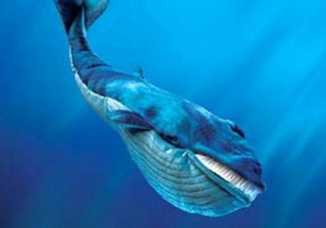 Dnyann en byk hayvan mavi balinadr. Ayn zamanda hayvanlar leminin en hzl byyen hayvandr. Kilosu 22 ayda 26 tona kadar ular 