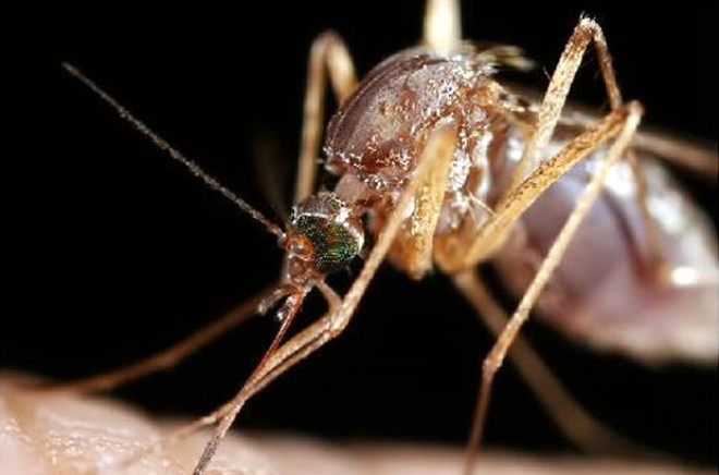 u ana kadar yaam en tehlikeli hayvan hangisi?

Bu sorunun cevab ak ara sivrisinek...u ana kadar lm olan insanlarn yarsn (muhtemelen 45 milyar kadar) dii sivrisinekler tarafndan ldrld. Gnmzde bile her 12 saniyede bir kii sivrisineklerden kaynaklanan sebeplerle hayatn kaybediyor.