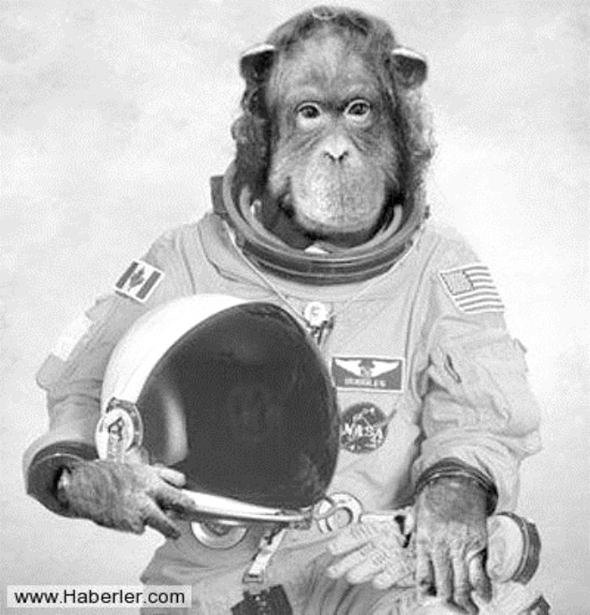 Uzaydaki ilk hayvan hangisidir?
Meyve sinei. Kck astronotlar bir miktar tahl tohumuyla birlikte Amerikan V2 roketine bindirildi ve 1946 Temmuz