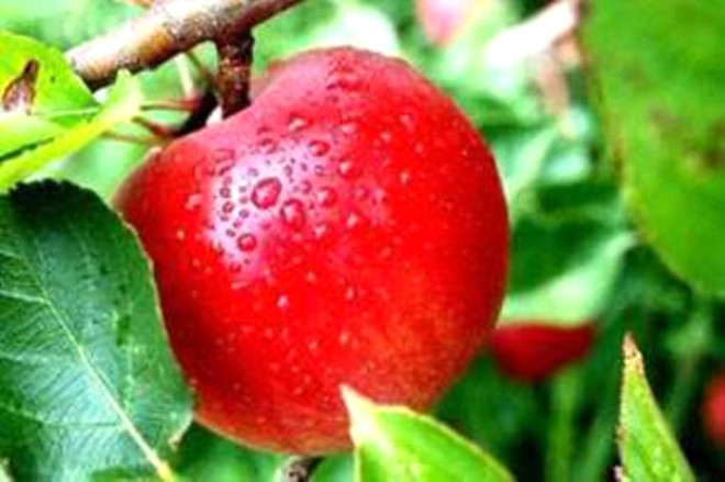 Eer en sevdiiniz meyve elma ise; savurgan, fevri ve lafn saknmayan bir insansnz; sert ve fkeli bir yapnz var.