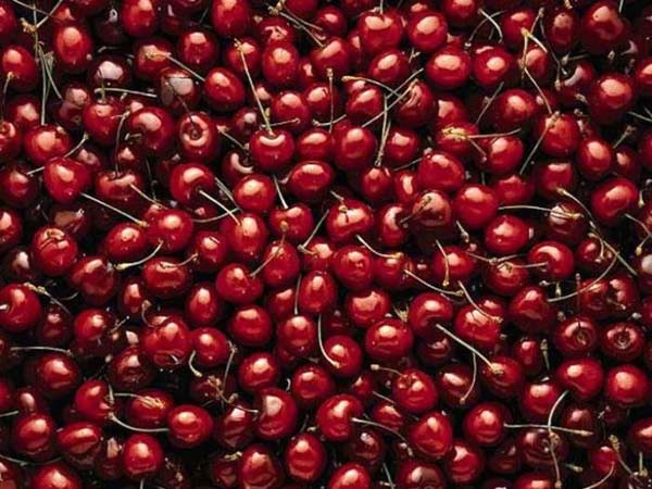 Vi�nenin sadece meyvesi de�il suyu da mucizeler yarat�yor. Vi�ne suyu yumu�ak doku romatizmas� olarak bilinen fibromiyalji hastal���na da iyi geliyor.