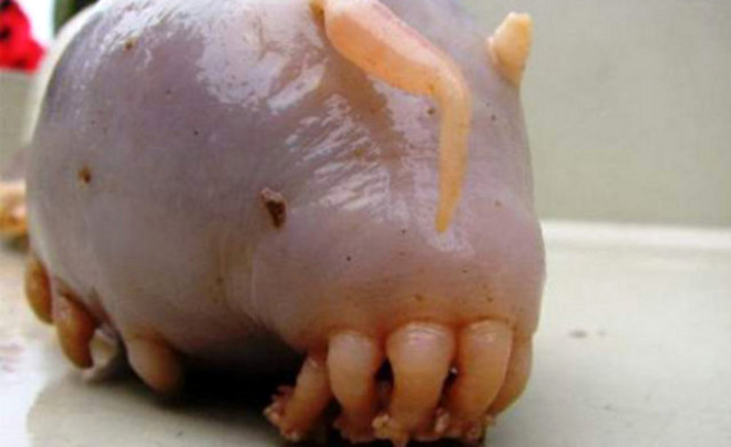 Grntsnn domuza benzemesi nedeniyle deniz domuzu adn alan canlnn varl 2008 ylnda kefedildi.