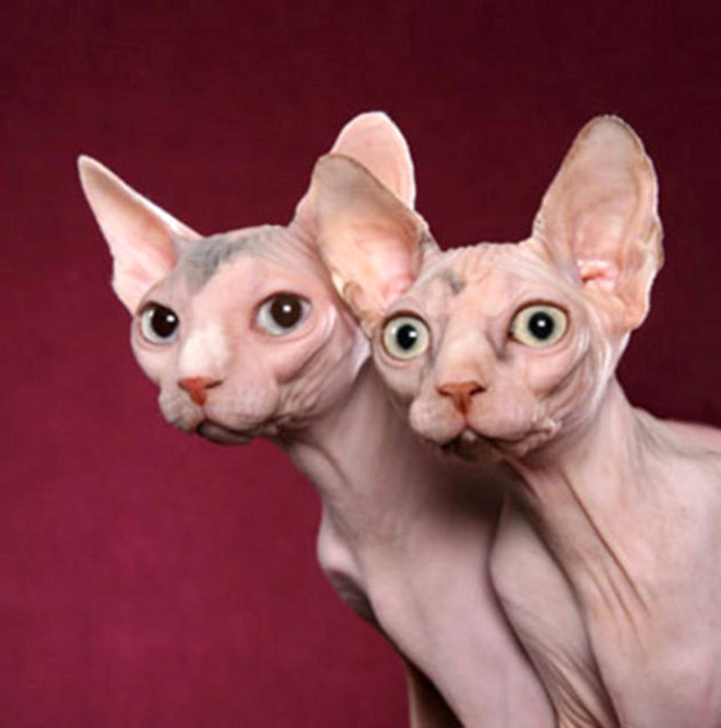  Sphynx, dnyada bilinen tysz  kedi rkndan biridir. 