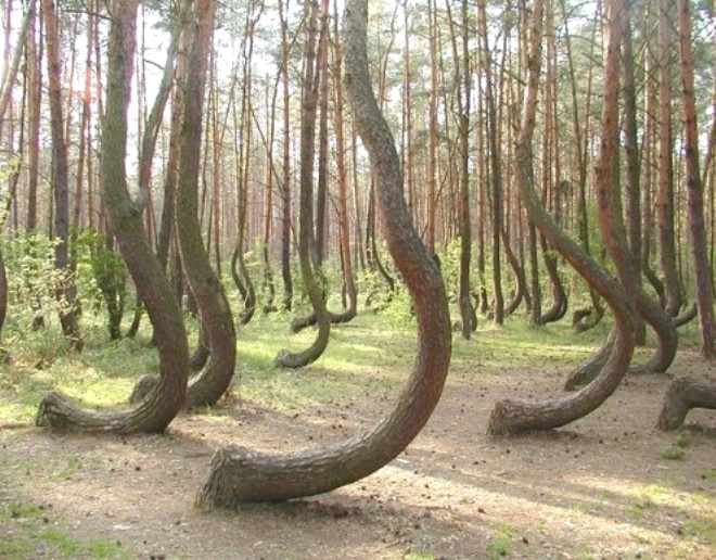 Bu aalar Polonya yaknlarndaki bir ormanda byyorlar. zellikleri ise henz nedeni bilinmeyen erilikleri.