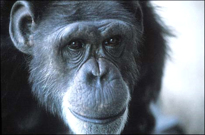 Neden empanzelerden farklyz?: empanzeler ile insanlarn genetik kod zincirleri yanyana koyulduunda aradaki fark sadece yzde 1.5