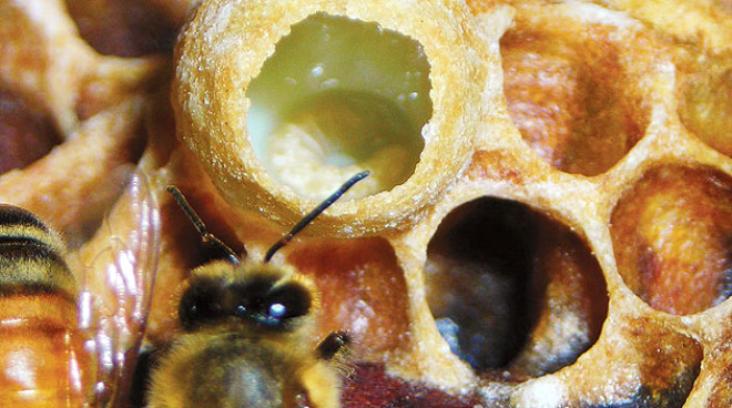 Kralie arnn dier arlardan bir fark da mrdr. Normal arlar 6 hafta yaadklar halde kralie ar 6-7 yl yaar. Bilim adamlar, normal aryla kralie ar arasndaki bu byk farkn sebebini kralie arnn ar st ile beslenmesi olarak aklamlardr.