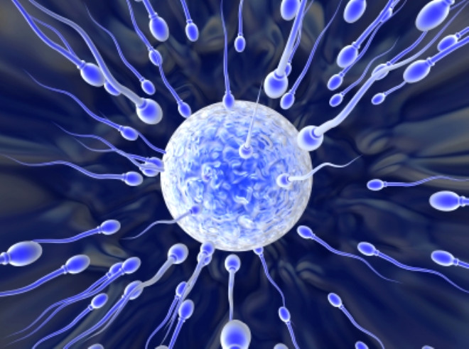 Kk Yzcler:
Ortalama bir ay ka insan menisinde yaklak 300 milyon sperm vardr ve bunlardan sadece bir tanesi yumurtay dllemek iin yeterlidir!
