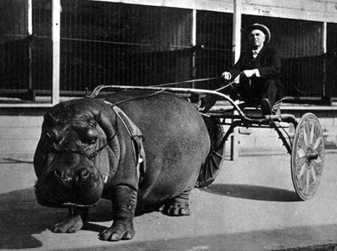 Sirkte bir hipopotam, 1924
