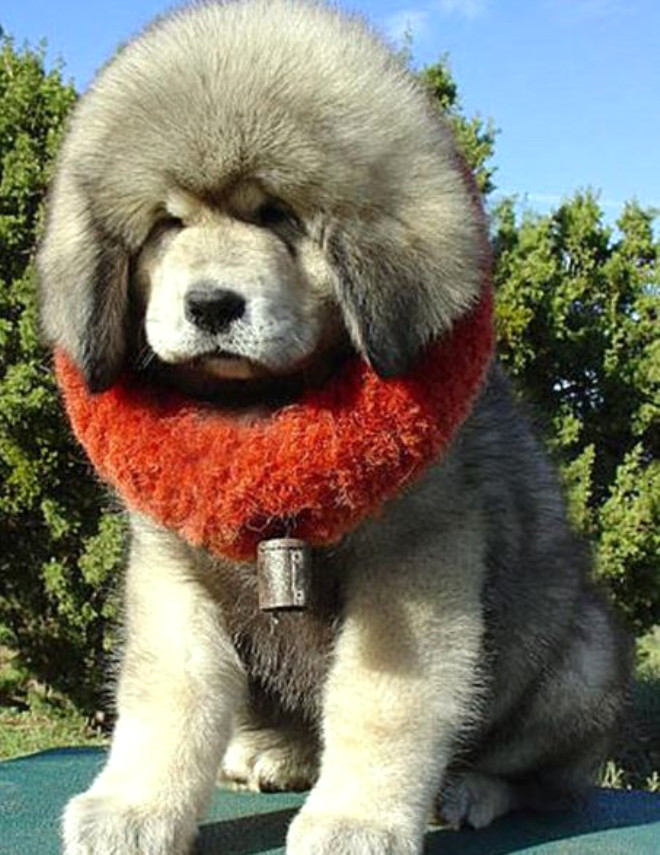 Tibetli Mastiff: Fiyat: 582.000$, antik alardan beri yaayan bu kpekleri Marco Polo u szleriyle anlatmtr: Bir eek kadar yksek ve sesi bir aslannki kadar gl!