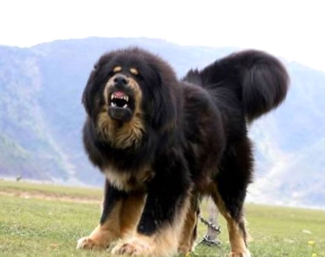 Tibetli Mastiff kpekleri 90-110 kg arlnda , boylar ise 70-80 cm dir. Tibet