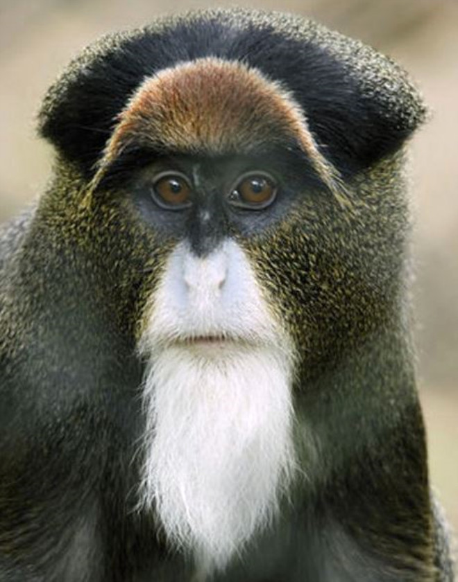 De Brazza Maymunu: Fiyat: 7000$-10.000, Bu maymun tr ismini Fransz kaif Pierre Savorgnan de Brazza