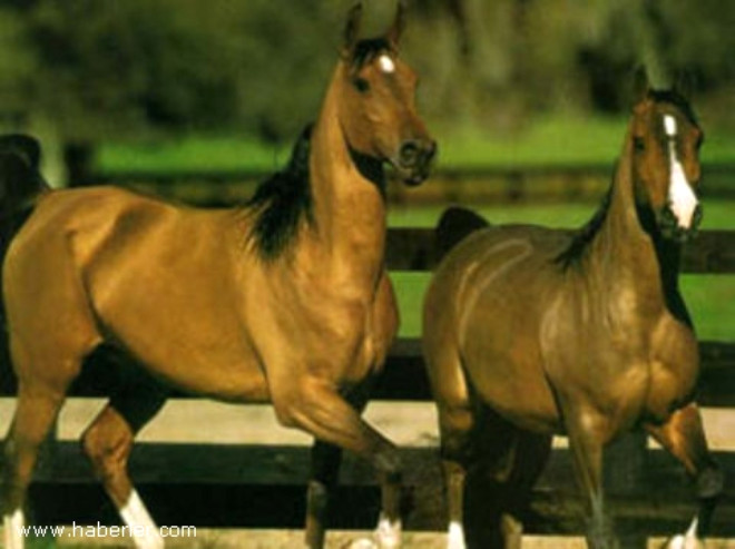 Atlar bir ay kadar ayakta kalabilirler.