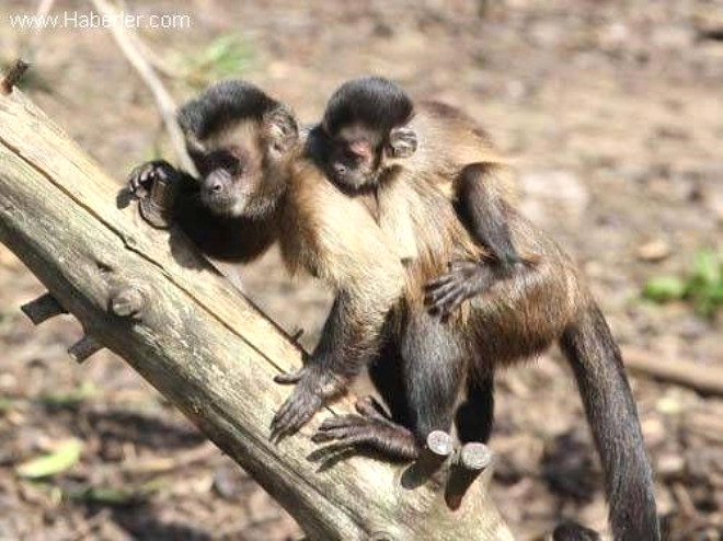 Maymunlar her yl uak kazalarndan daha fazla insan lmne neden oluyor.
