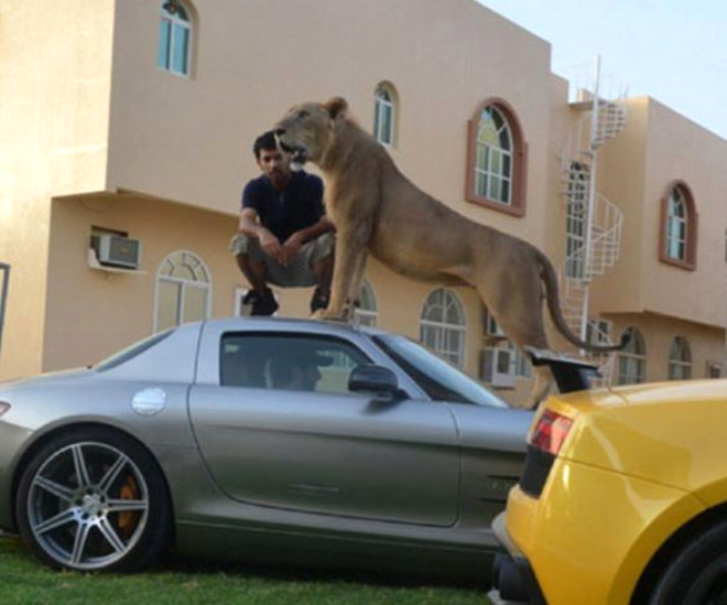 Birleik Arap Emirlikleri, Katar, Suudi Arabistan gibi Arap lkelerinde yaayan zenginlerin yeni modas, vahi hayvanlar.