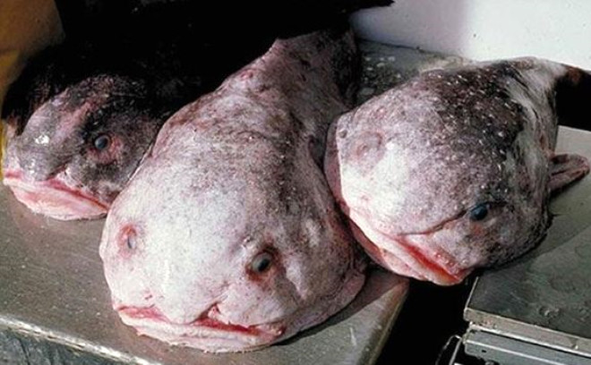 Blobfish: Avustralya ve Tazmanya
