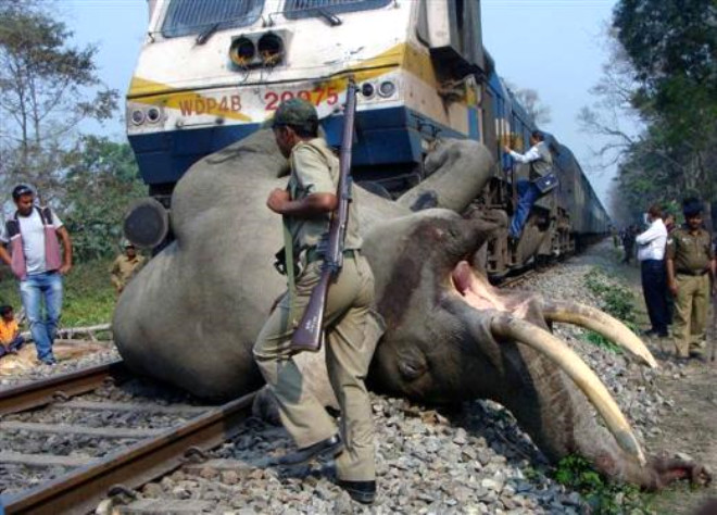 5 Mart 2013, Hindistan: Bir yolcu treninin arpt fil.
