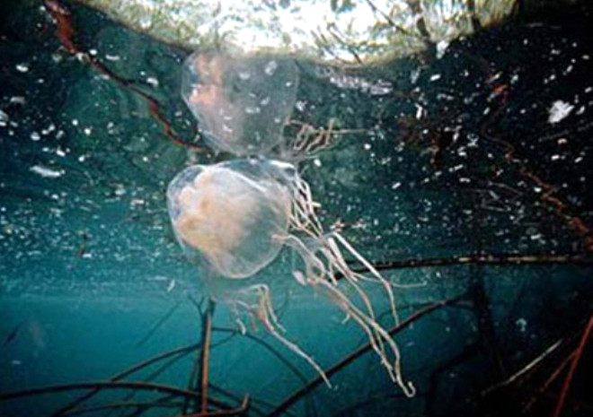 Denizanalarna herhangi bir ekilde temas edildiinde nematosistler yakc kapsllerinden dar kar. Dokunduu organda zehir etkisi gsterir. 